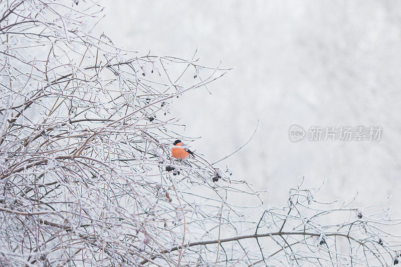 树枝上的红腹烟雀。鸟类。冬季森林。树枝上的雪。自然背景。寒冷的天气。气候。霜