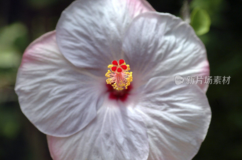 芙蓉，自然之美。