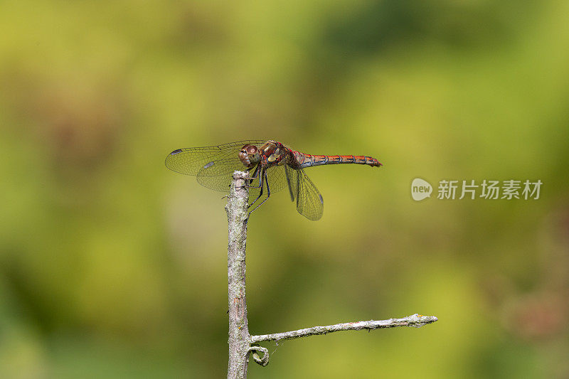 飞镖蜻蜓(黄纹蜻蜓)