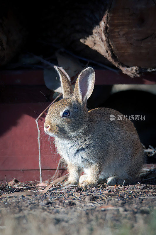 野棉尾兔