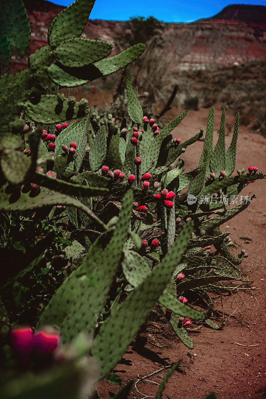 仙人掌属植物，果实