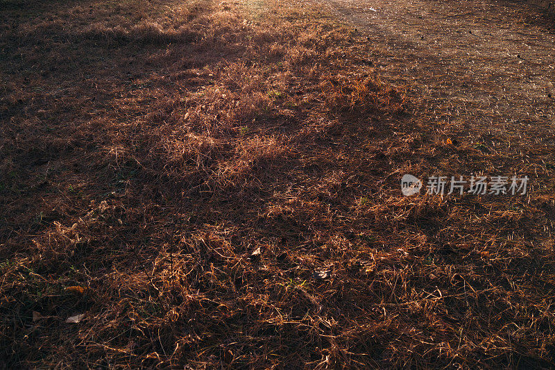 夕阳划过草地的景象