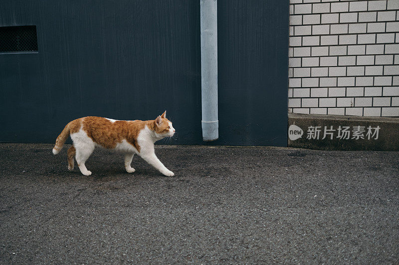 一只流浪猫走在巷子里的画面