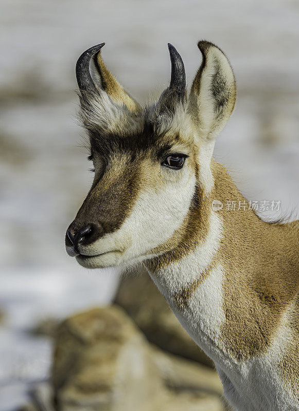 美洲叉角羚，在怀俄明州黄石国家公园的冬天。吃东西。