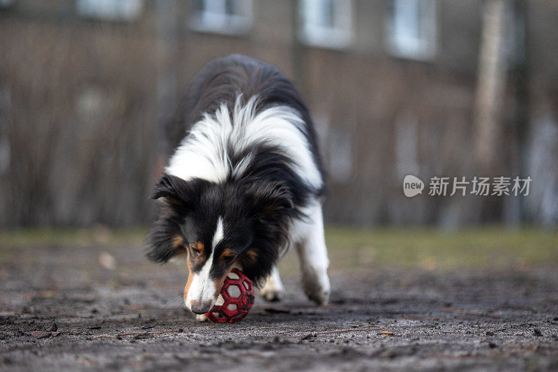 雪莉牧羊犬在玩球