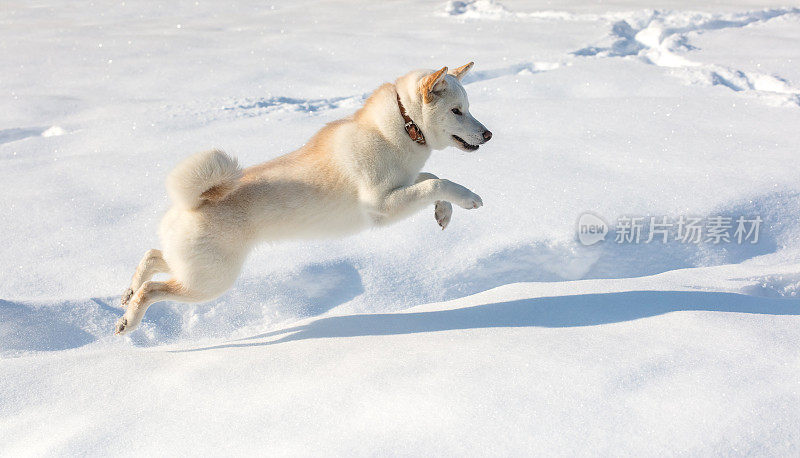 柴犬在雪地里奔跑