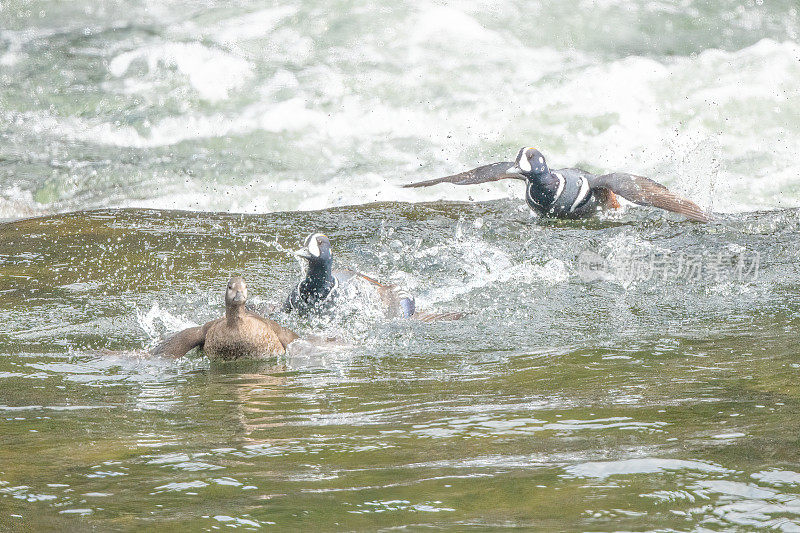 在美国西部，北美黄石生态系统的LeHardy，丑角鸭在急流中游泳，一起飞行
