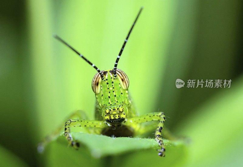 蚱蜢在绿叶上，看着镜头——动物的行为。