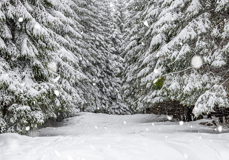 喀尔巴阡山脉的积雪覆盖林地