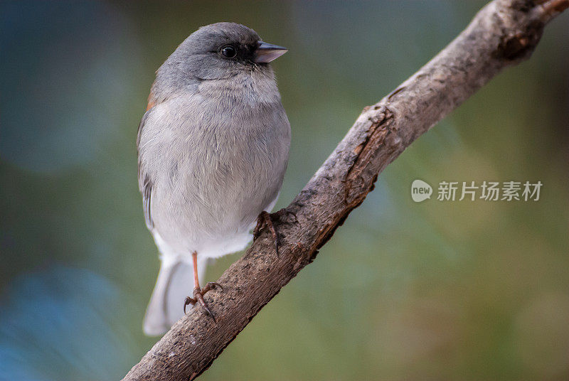 黑眼Junco