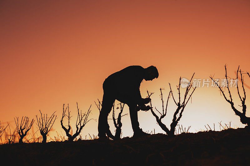 日落时分，年轻的农民在里奥哈阿拉维萨葡萄园修剪树枝。