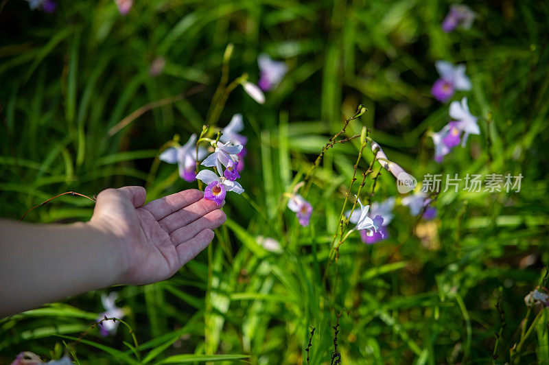 春开花概念，手摸花。