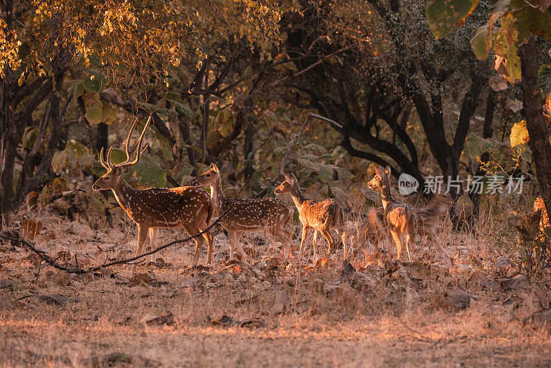 斑鹿或斑鹿家族在干树叶中吃草
