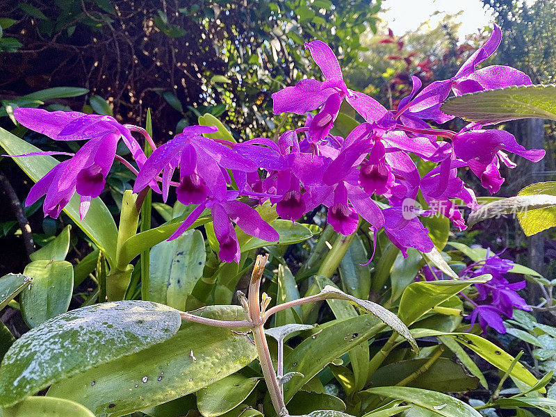 粉红色地面果园花园植物