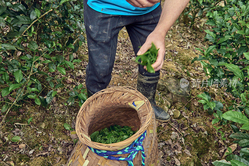 毯子里的新鲜茶叶。