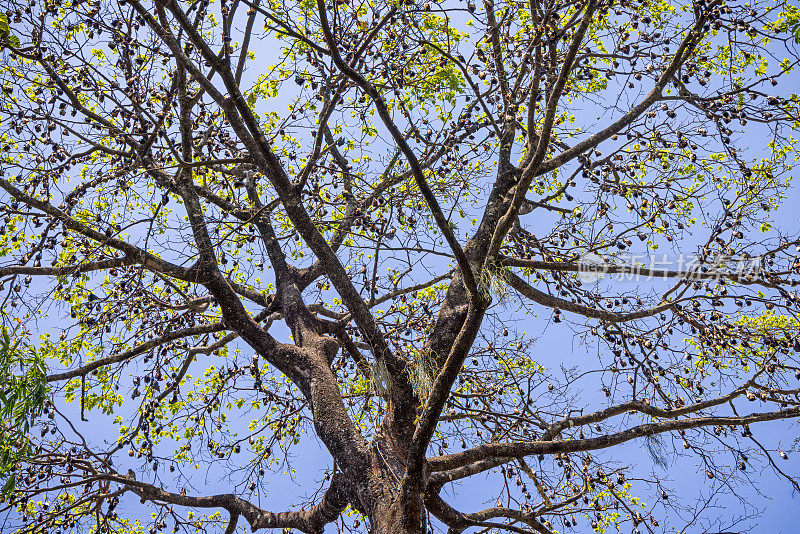 一大群印度狐蝠，在树上休息