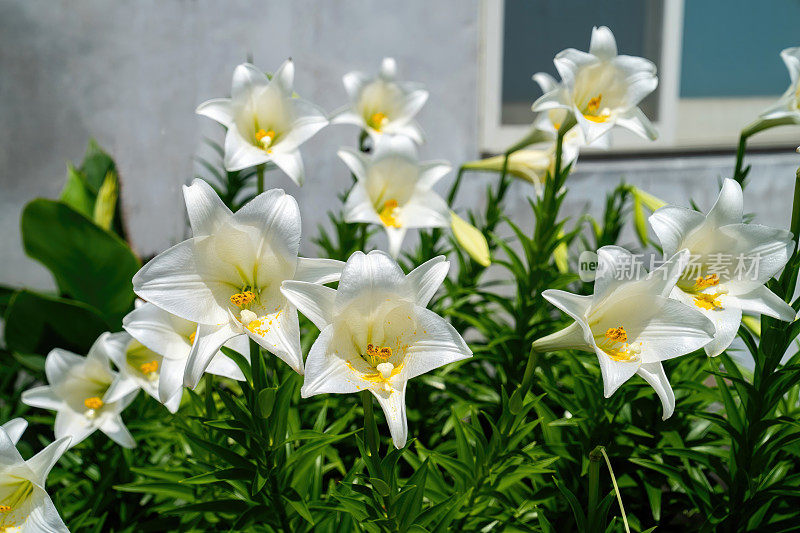 复活节百合