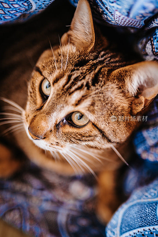 这是一只可爱的灰棕色猫的照片，从上面看，它躺在自己做的羽绒被洞里的床上
