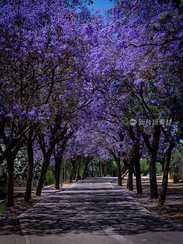 西班牙塞维利亚市的一条街道上，盛开着紫花苜蓿的美丽照片。