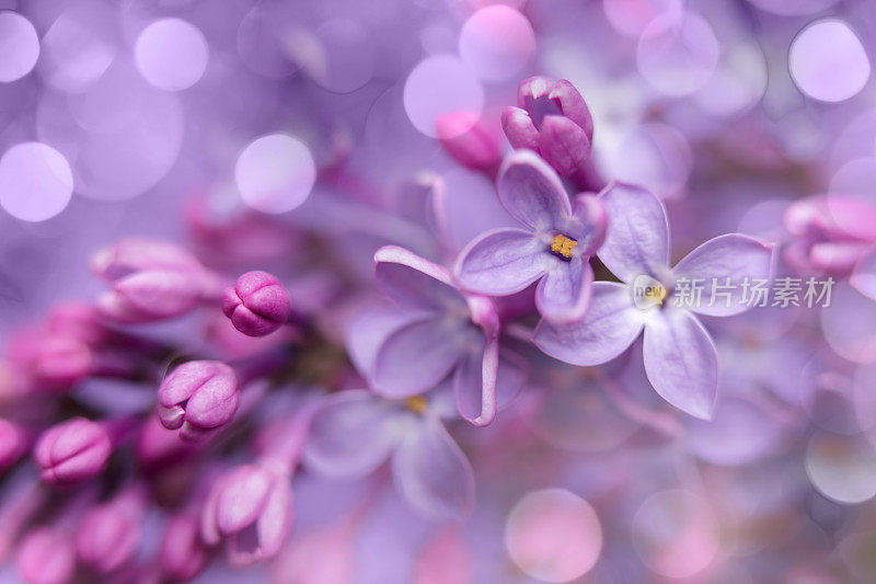 丁香花特写与散景