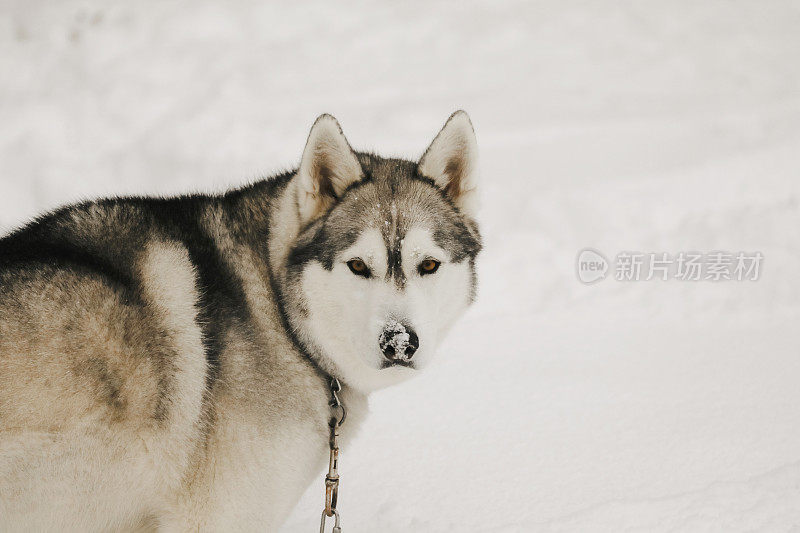 雪中的哈士奇