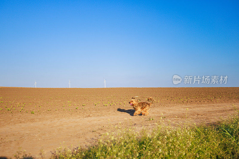 小毛狗在乡村环境中快乐地奔跑