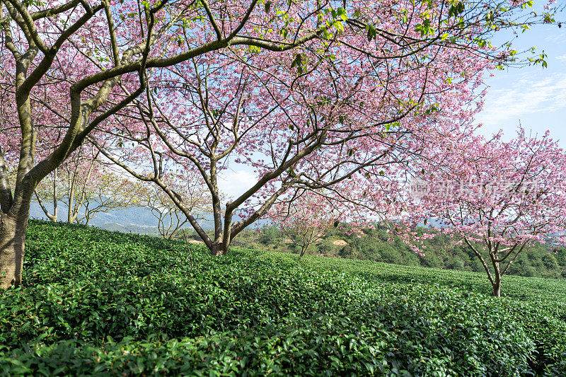 阳光下的樱花茶园