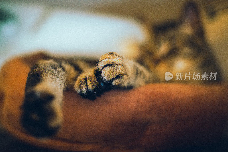 悬垂的猫爪和爪垫。