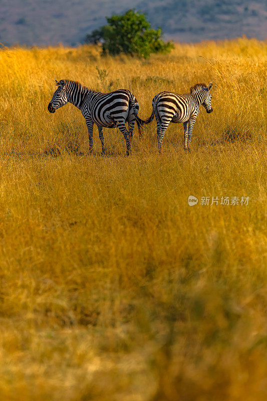 大迁徙期间，斑马妈妈和她的小马驹站在野生动物的猎食者面前
