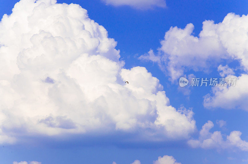 明亮的蓝天上飘着朵朵白云。白云背景上的鸟