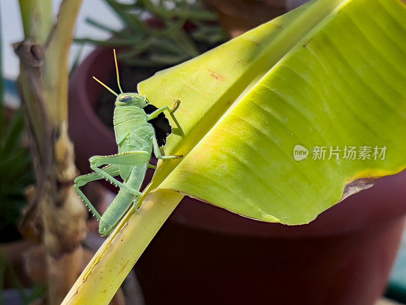 芭蕉叶上的绿蚱蜢