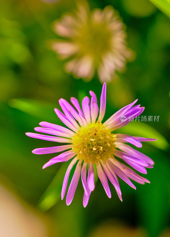 花束里有各种各样的花