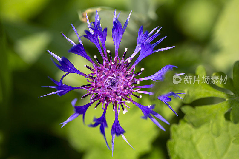 山矢车菊(半人马花蒙大拿)盛开在花园里