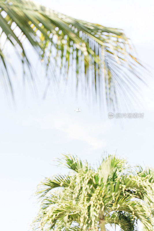 热带棕榈树枝在西棕榈滩，佛罗里达州与复制空间
