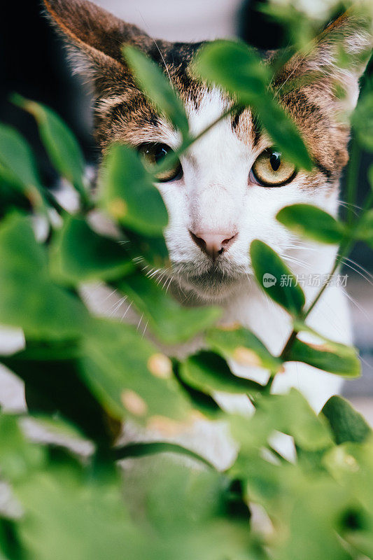 图为一只猫从植物的缝隙里偷看