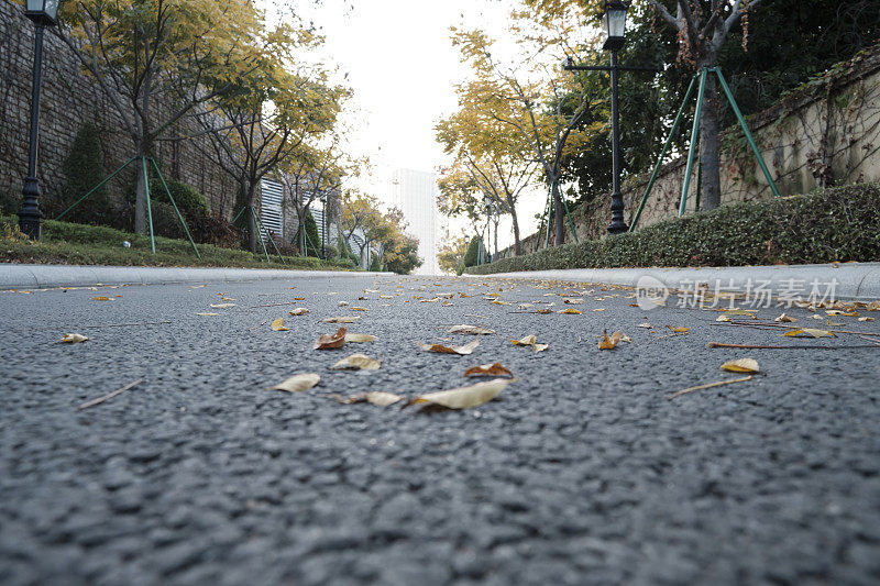 铺满落叶的柏油路