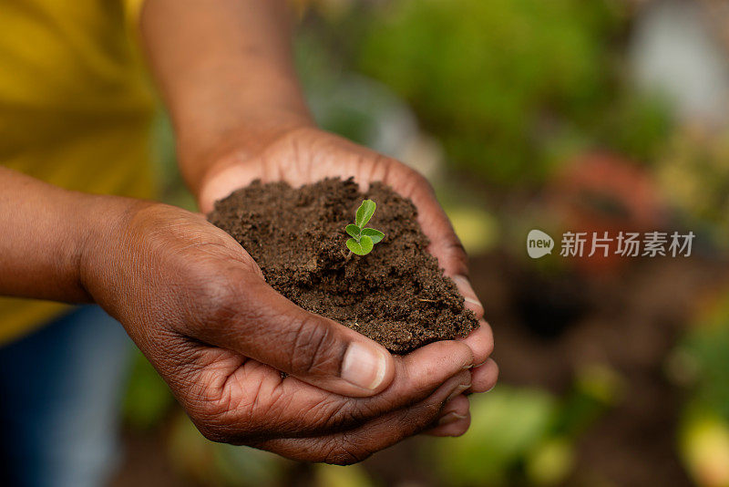 农民的双手，园艺和植物在土壤中的农业，可持续和生态友好的蔬菜种植。人与萌芽，绿色生长和肥料或堆肥生长或发展