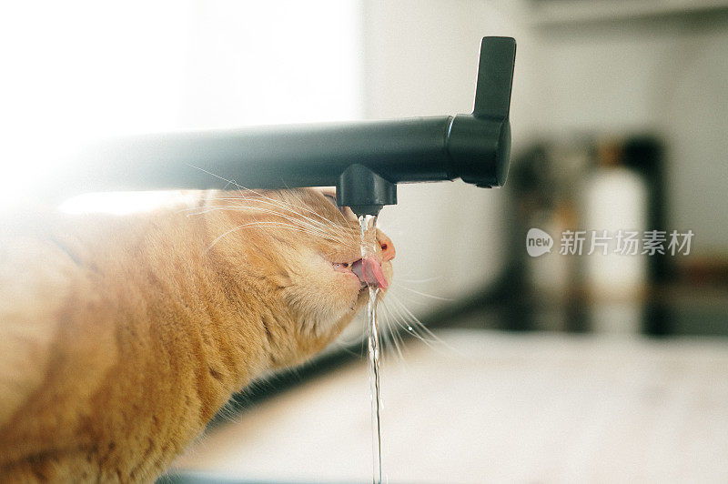 猫从厨房水龙头喝水