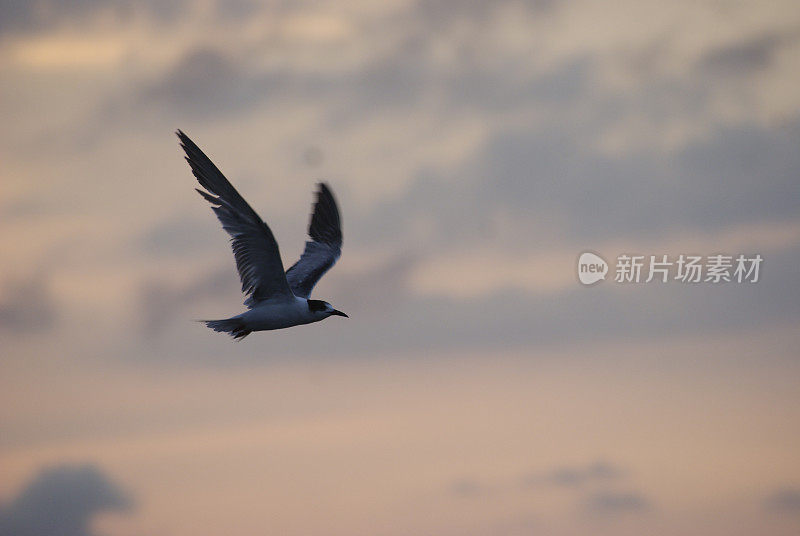 海鸥在波涛的怒吼中低飞