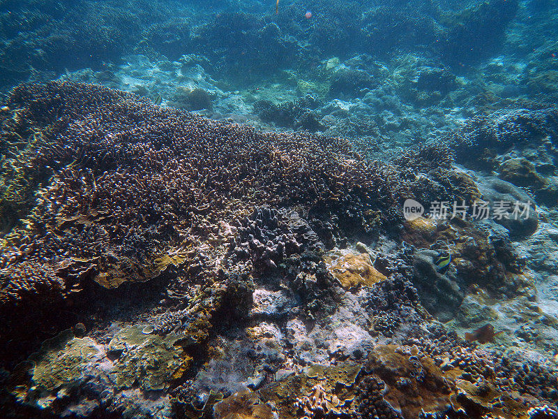 在印度尼西亚巴厘岛水下浮潜