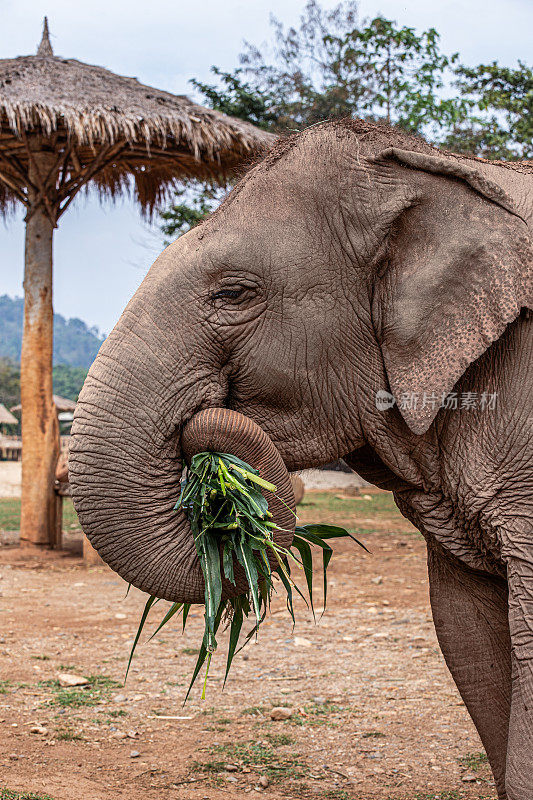 象头从一旁吃着竹叶