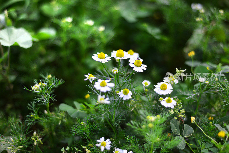 菊花菊花(洋甘菊)花