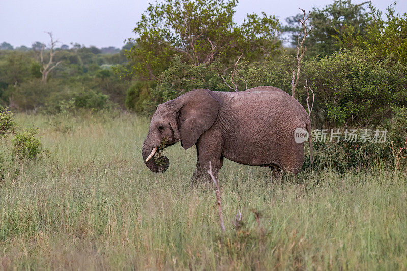 大象——南非克鲁格国家公园野生动物园