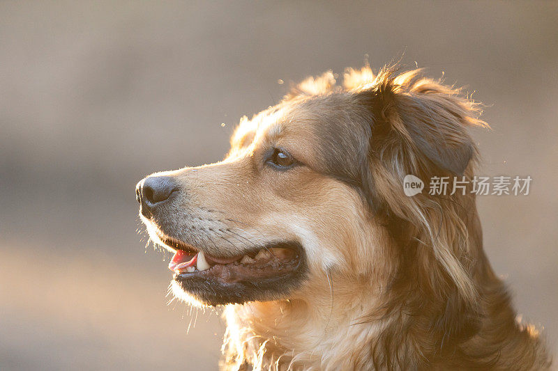 棕色可爱快乐的狗狗肖像户外在阳光明媚的日子。金毛猎犬混血狗