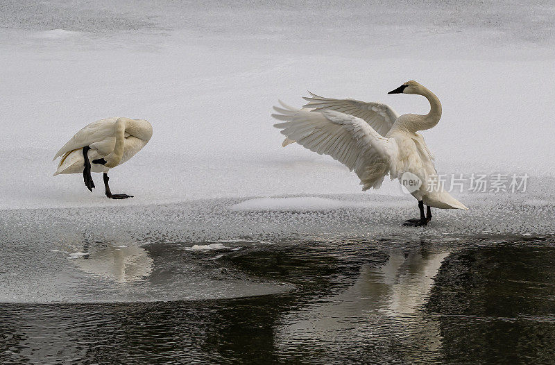 冬天，怀俄明州黄石国家公园的一条河里的号手天鹅。