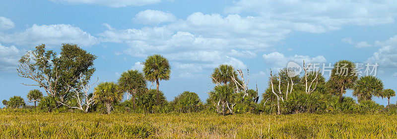 佛罗里达州中部的黑貂棕榈吊床全景景观。前景是原生草和锯棕榈，它们构成了干旱草原的大部分栖息地。
