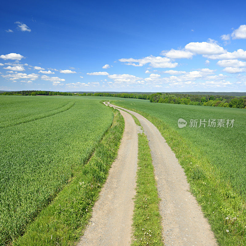 田园之路穿过绿野春景