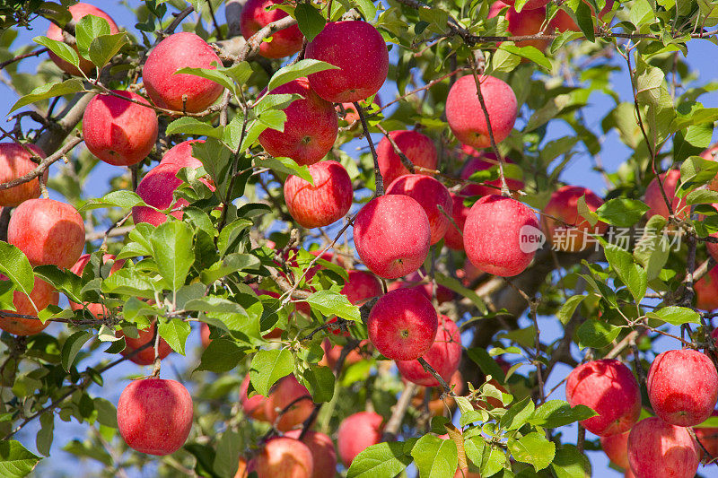 果园里的红苹果树。日本青森县广崎