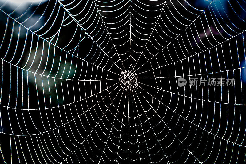 有晨露和深色背景的闪亮蜘蛛网。