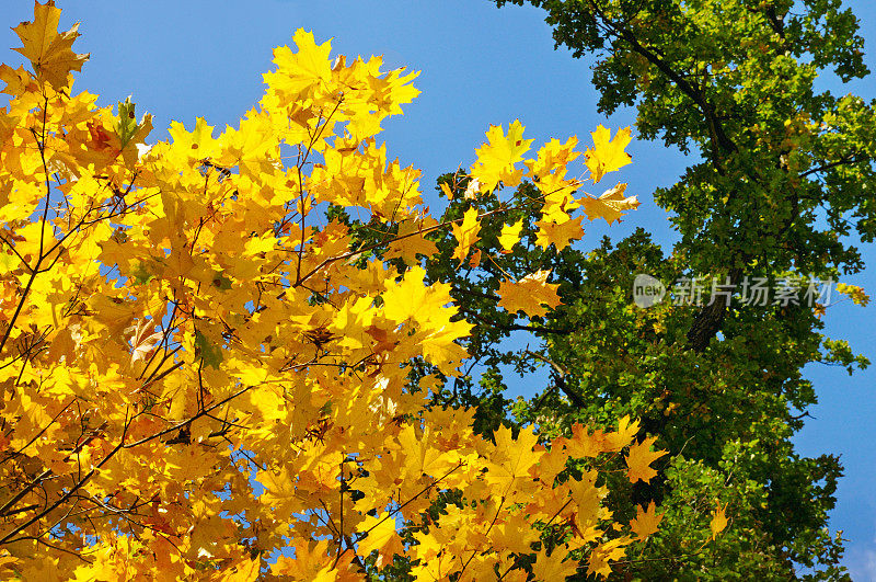 树枝和黄色的秋叶